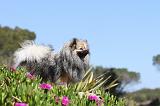 SPITZ ALLEMAND 112